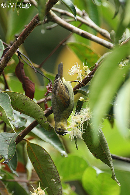 Red-throated Sunbird e05-14-248.jpg